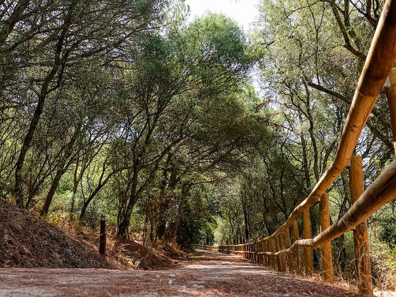 Sobre o Parque Florestal do Monsanto em Lisboa